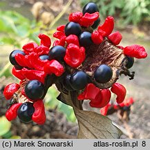 Paeonia mascula (piwonia koralowa)