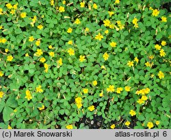 Oxalis vulcanicola