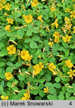 Oxalis vulcanicola