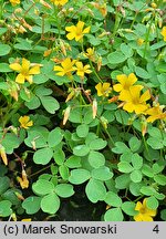 Oxalis vulcanicola