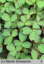 Oxalis vulcanicola