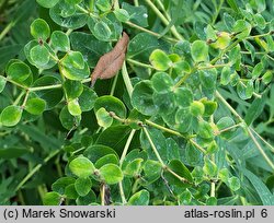 Euphorbia nicaeensis