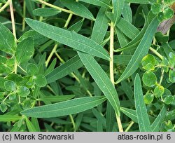 Euphorbia nicaeensis