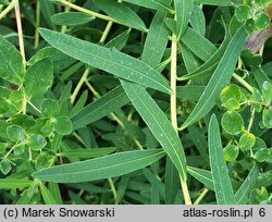 Euphorbia nicaeensis