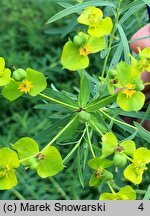 Euphorbia esula (wilczomlecz lancetowaty)