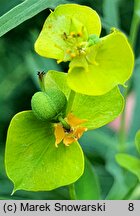 Euphorbia esula (wilczomlecz lancetowaty)