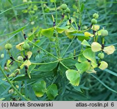 Euphorbia esula (wilczomlecz lancetowaty)