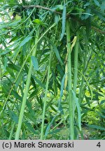 Euphorbia esula (wilczomlecz lancetowaty)