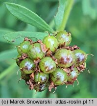 Dorycnium pentaphyllum (szyplin pięciolistny)