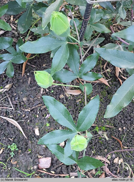 Passiflora suberosa (męczennica korkowa)