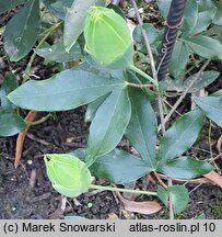 Passiflora suberosa (męczennica korkowa)