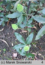 Passiflora suberosa (męczennica korkowa)