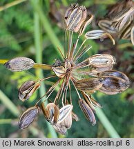 Peucedanum officinale (gorysz lekarski)