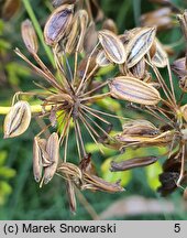 Peucedanum officinale (gorysz lekarski)