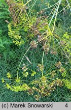 Peucedanum officinale (gorysz lekarski)