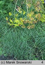 Peucedanum officinale (gorysz lekarski)