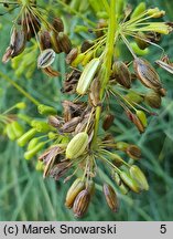 Peucedanum officinale (gorysz lekarski)