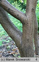 Colutea arborescens (moszenki południowe)