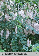 Colutea arborescens (moszenki południowe)