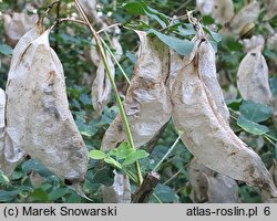 Colutea arborescens (moszenki południowe)