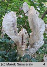 Colutea arborescens (moszenki południowe)