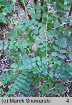 Colutea arborescens (moszenki południowe)