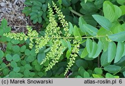 Berchemia floribunda (berchemia groniasta)