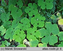 Cucurbita ficifolia (dynia figolistna)