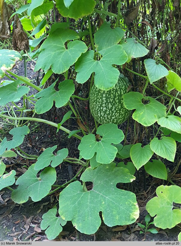 Cucurbita ficifolia (dynia figolistna)