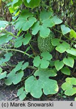 Cucurbita ficifolia (dynia figolistna)