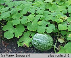 Cucurbita ficifolia (dynia figolistna)