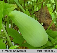 Cyclanthera pedata (cyklantera stopowa)