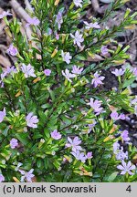 Cuphea hyssopifolia (kufea hyzopolistna)