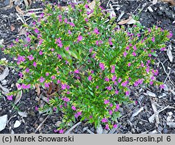 Cuphea hyssopifolia (kufea hyzopolistna)