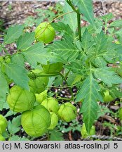 Cardiospermum halicacabum (kardiospermum zielone)