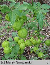 Cardiospermum halicacabum (kardiospermum zielone)