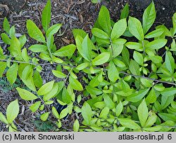 Orixa japonica (oriksa japońska)