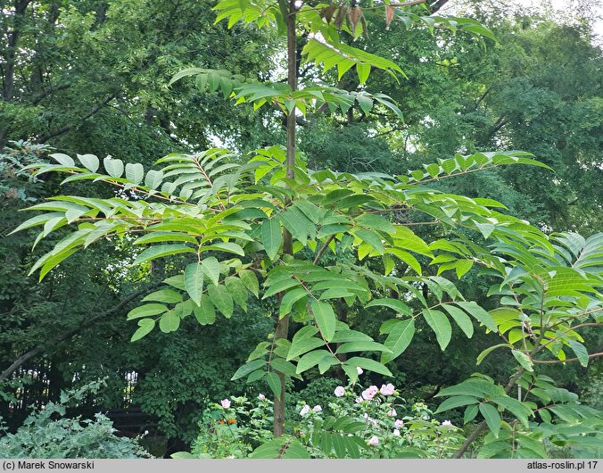 Toona sinensis Flamingo