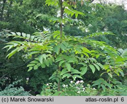 Toona sinensis Flamingo