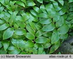 Polygonatum latifolium (kokoryczka szerokolistna)