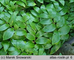 Polygonatum latifolium (kokoryczka szerokolistna)