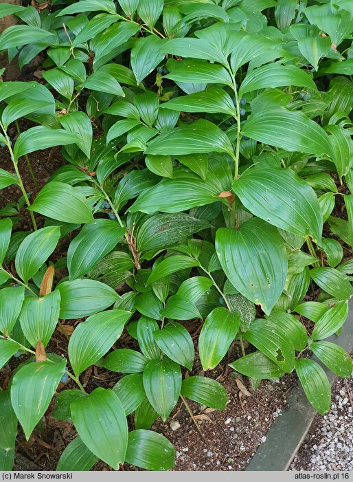 Polygonatum latifolium (kokoryczka szerokolistna)