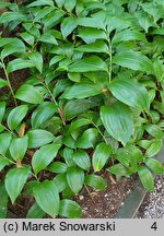 Polygonatum latifolium (kokoryczka szerokolistna)