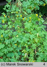 Tropaeolum peregrinum (nasturcja kanarkowa)