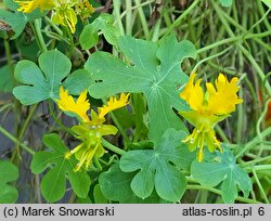 Tropaeolum peregrinum (nasturcja kanarkowa)