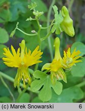 Tropaeolum peregrinum (nasturcja kanarkowa)