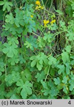 Tropaeolum peregrinum (nasturcja kanarkowa)