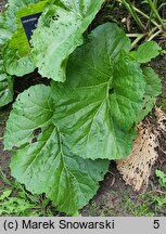 Crambe cordifolia (modrak sercolistny)