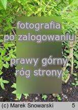 Aloysia citrodora (lippia trójlistna)