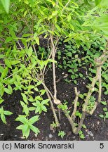 Aloysia citrodora (lippia trójlistna)